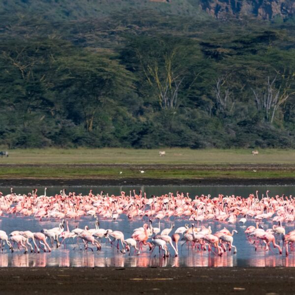 3-Day L. Nakuru & Masai Mara Safari