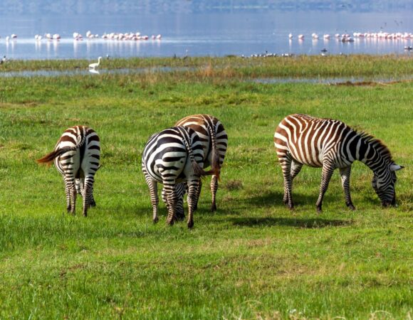 Lake Nakuru